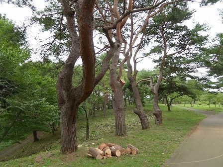 愛宕公園 （野辺地町） : くぐる鳥居は鬼ばかり