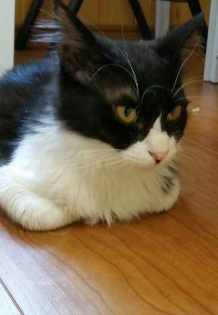 ねこカフェ ハンドメイド雑貨 Five Cats くぐる鳥居は鬼ばかり ねこカフェ ハンドメイド雑貨 Five Cats くぐる鳥居は鬼ばかり