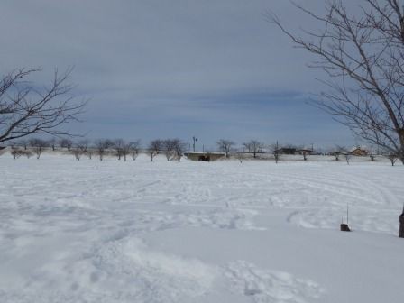 冬の田んぼアート くぐる鳥居は鬼ばかり