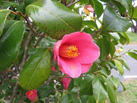 椿神社 （青森県） : くぐる鳥居は鬼ばかり