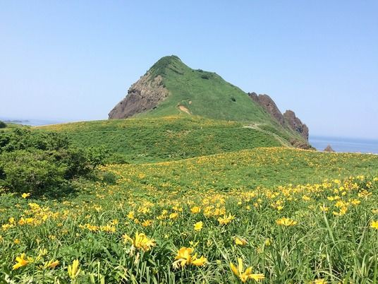 大野亀 カンゾウの花を守る人たち 佐渡市地域おこし協力隊サイト
