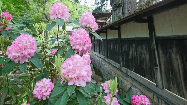 ぼたん開花状況 今週末開催 長谷寺ぼたん祭り ぼたんは見ごろを迎えています 佐渡旅 Sadotabi