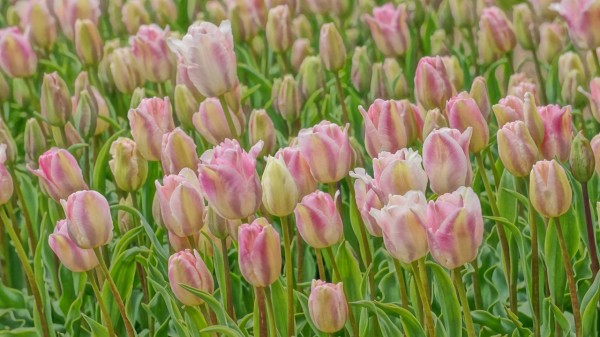 花風景 まだ蕾の淡い恋心が揺られています 八幡チューリップファーム 佐渡旅 Sadotabi