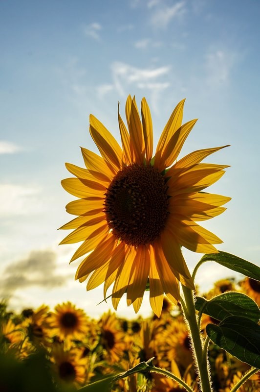 夏の花 盛りは過ぎましたが まだまだ美しく花を咲かせる小川のひまわりに会いに 佐渡旅 Sadotabi