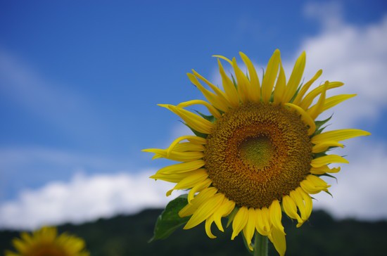 奈良県五條市上野のひまわり１ Saduuの写真館