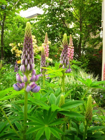 今日の一花 12 ルピナス ノボリフジ 今日の一花は我が家のお庭のお花を紹介しています Active Life Press
