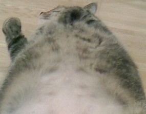 動物 中川翔子さんの飼っている猫マミタスさんが非常に丸くなっているというので猫談義 ゲーハー板 速報 保管庫 Alt