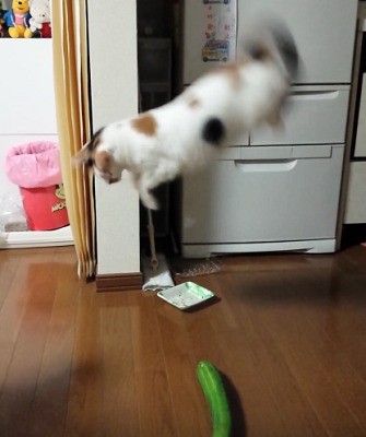 動物 ご飯を食べている時 後ろにこっそり置かれたきうりにびっくりする猫のgif動画が流行っていたので元動画を 速報 保管庫 Alt