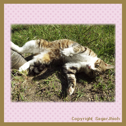 眠り猫 猫好きイラストレーターのノホホン日記 イラスト作品 猫写真