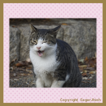 笑う猫 餌やりのおばさんが来た時の猫の表情 猫好きイラストレーターのノホホン日記 イラスト作品 猫写真