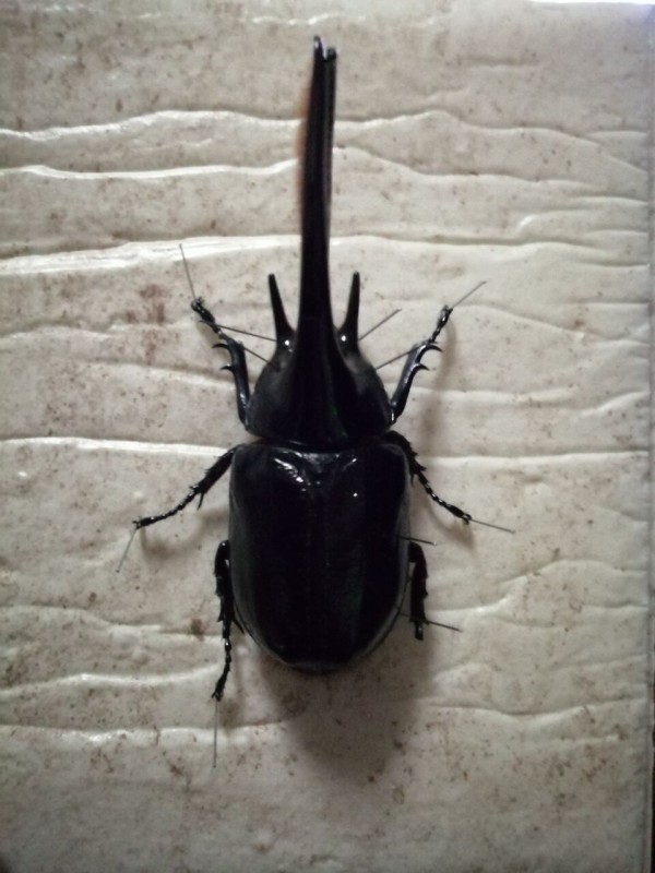 ネプチューンオオカブト標本製作 : sagyouin2のblog