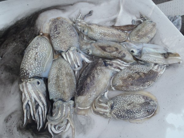 有明海 コウイカ キス なんでも釣り師の釣行記