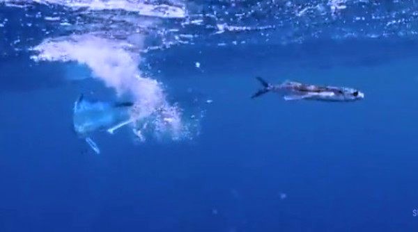 トビウオ ＶＳ シイラ 一体何が起きているんでしょ！？ : ☆日本さかな 