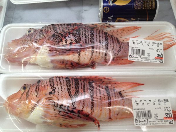 日本さかな検定 ととけん流 ミノカサゴさんは食べられる 日本さかな検定 ととけん流 スターダイブのブログ