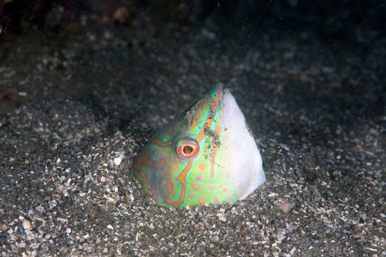 冬は冬眠するお魚 キュウセンさんを食べてみよう 日本さかな検定 ととけん流 スターダイブのブログ