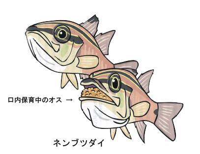 日本さかな検定 ととけん流 ネンブツダイさんは食べられる 日本さかな検定 ととけん流 スターダイブのブログ