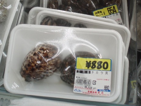 タカラガイを食す ハナマルユキ Byスターダイブ 日本さかな検定 ととけん流 スターダイブのブログ