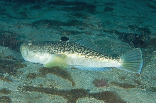 日本さかな検定 旨いお魚ここにあり キビレミシマ 三島の遊女 日本さかな検定 ととけん流 スターダイブのブログ