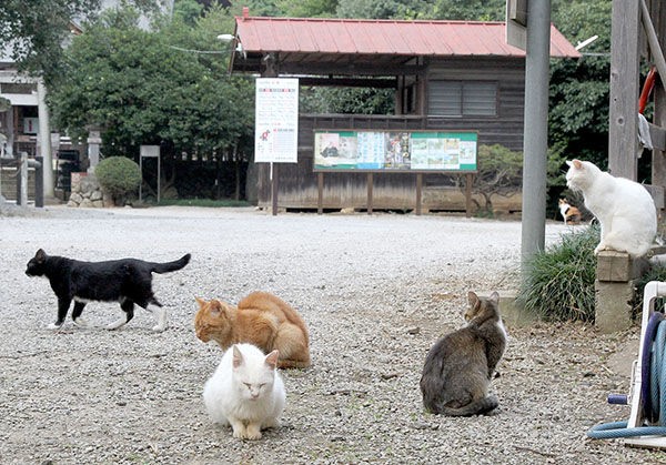 毛呂山町 出雲伊波比神社で野良猫が増え続け 話題に 埼玉県の地元ニュース速報