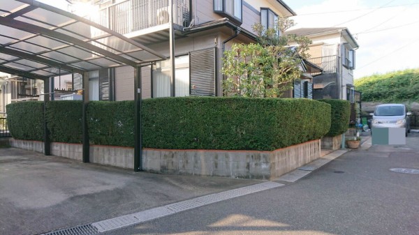 柘植垣 月桂樹 年間管理四日市市t様邸 三重県四日市市 齋藤造園