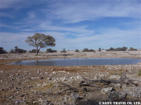 エトーシャ国立公園 ナミビアでのサファリはここ African Dream 西遊旅行チーム アフリカのスタッフブログ