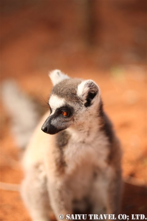 旅の楽しみは お土産 マダガスカル編 African Dream 西遊旅行チーム アフリカのスタッフブログ