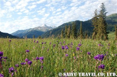 隠れた花の名所 カルカラ谷 カザフスタン 西域浪漫飛行 西遊旅行 中東 中央アジアチーム スタッフブログ