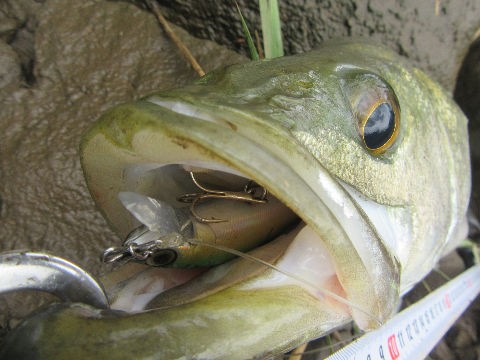 濁流シーバス ドリフト最強説 Sakagenの釣り熱狂記