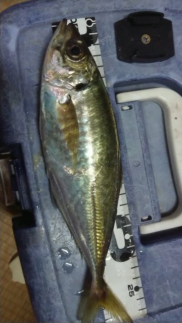 宇部で28センチのアジ 釣り坊主の独り言