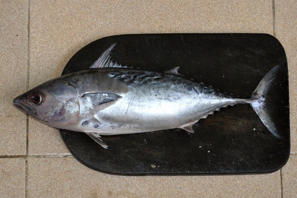 マグロの代わりになるか 幻の高級魚 スマ の養殖 和歌山県水産試験場の挑戦 The Fish Times ザ フィッシュ タイムズ