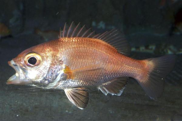 新潟市水族館マリンピア日本海 ノドグロ人工飼育の挑戦 The Fish Times ザ フィッシュ タイムズ