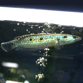 25288f71.jpg