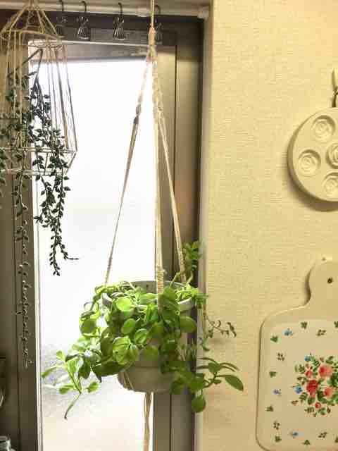 ママのくらし 観葉植物ぶら下げるやつ サキのくらし