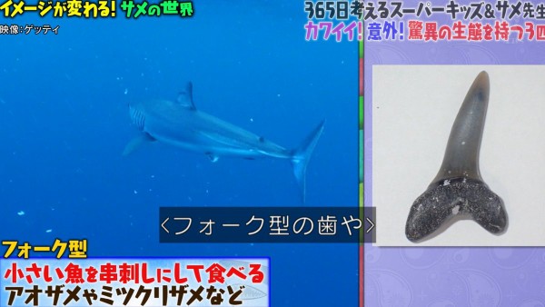マツコの知らない世界 4月16日放送 サメの世界 Halohalo Online