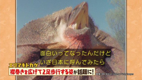 マツコの知らない世界 9月17日放送 本当にヘンな生き物の世界 Halohalo Online