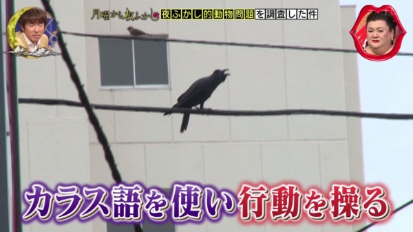 月曜から夜ふかし 6月25日放送 動物問題 シカ ヤギ ドローン カラス語 コウモリ語 街の落とし穴 武蔵小杉 吉祥寺 成城 恵比寿 高円寺 浦安 谷中 押上 巣鴨 Halohalo Online