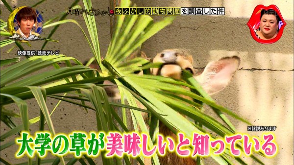 月曜から夜ふかし 6月25日放送 動物問題 シカ ヤギ ドローン カラス語 コウモリ語 街の落とし穴 武蔵小杉 吉祥寺 成城 恵比寿 高円寺 浦安 谷中 押上 巣鴨 Halohalo Online