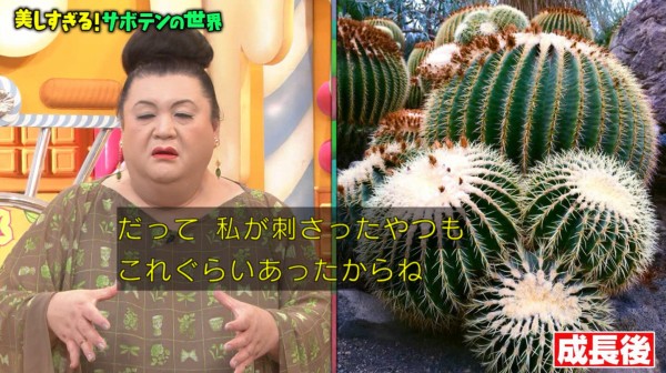 マツコの知らない世界 3月17日放送 サボテンの世界 Halohalo Online