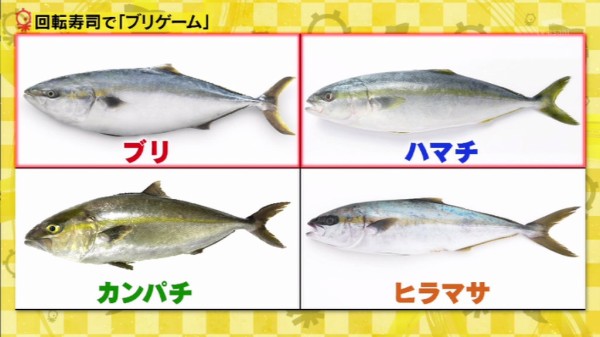 タモリ俱楽部 1月22日放送 どれがブリでどれがカンパチ ブリ似の魚だけの回転寿司で ブリゲーム Halohalo Online