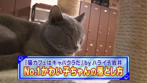 タモリ倶楽部 4月3日放送 猫カフェはキャバクラだ By ハライチ岩井 No 1かわい子ちゃんの落とし方 Halohalo Online