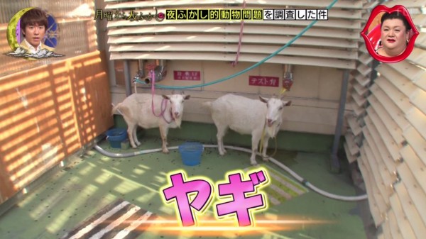 月曜から夜ふかし 6月25日放送 動物問題 シカ ヤギ ドローン カラス語 コウモリ語 街の落とし穴 武蔵小杉 吉祥寺 成城 恵比寿 高円寺 浦安 谷中 押上 巣鴨 Halohalo Online