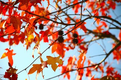 モミジバフウ フウ : 風と光のバルコニー