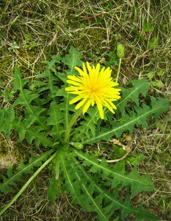 ニホンタンポポ キク科の花 風と光のバルコニー