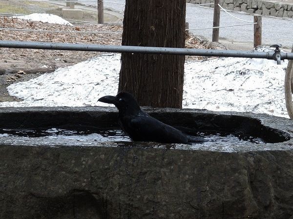 カラスの行水 さくさく山日記