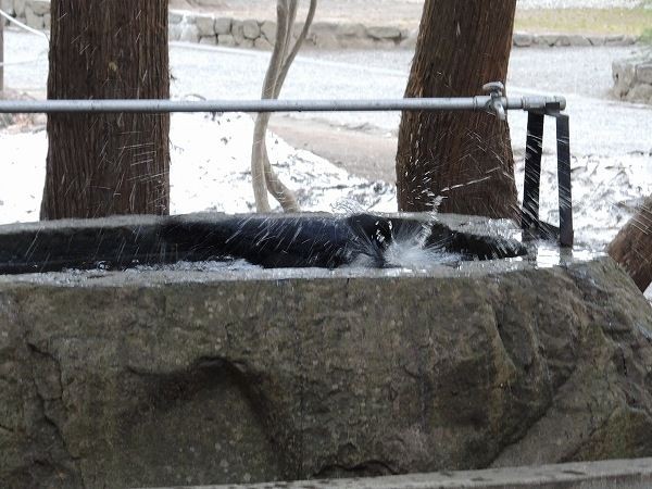 カラスの行水 さくさく山日記