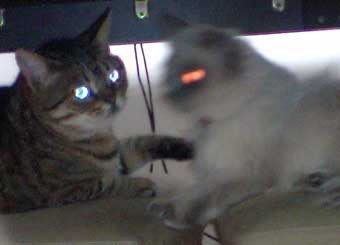 宇宙ねこ ぷ 太郎生活