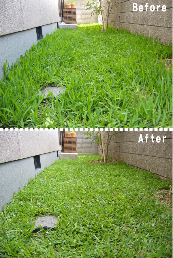 シリーズ 緑の芝庭を目指して ２回目の芝刈り ぷ 太郎生活