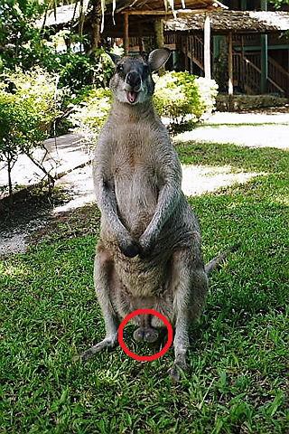 いまだ根強い人気？ あれから７年 Kangaroo Scrotum・・・カンガルーの