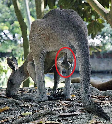 いまだ根強い人気？ あれから７年 Kangaroo Scrotum・・・カンガルーの