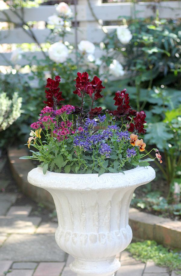 お花 寄せ植え 金魚草 【公式通販】